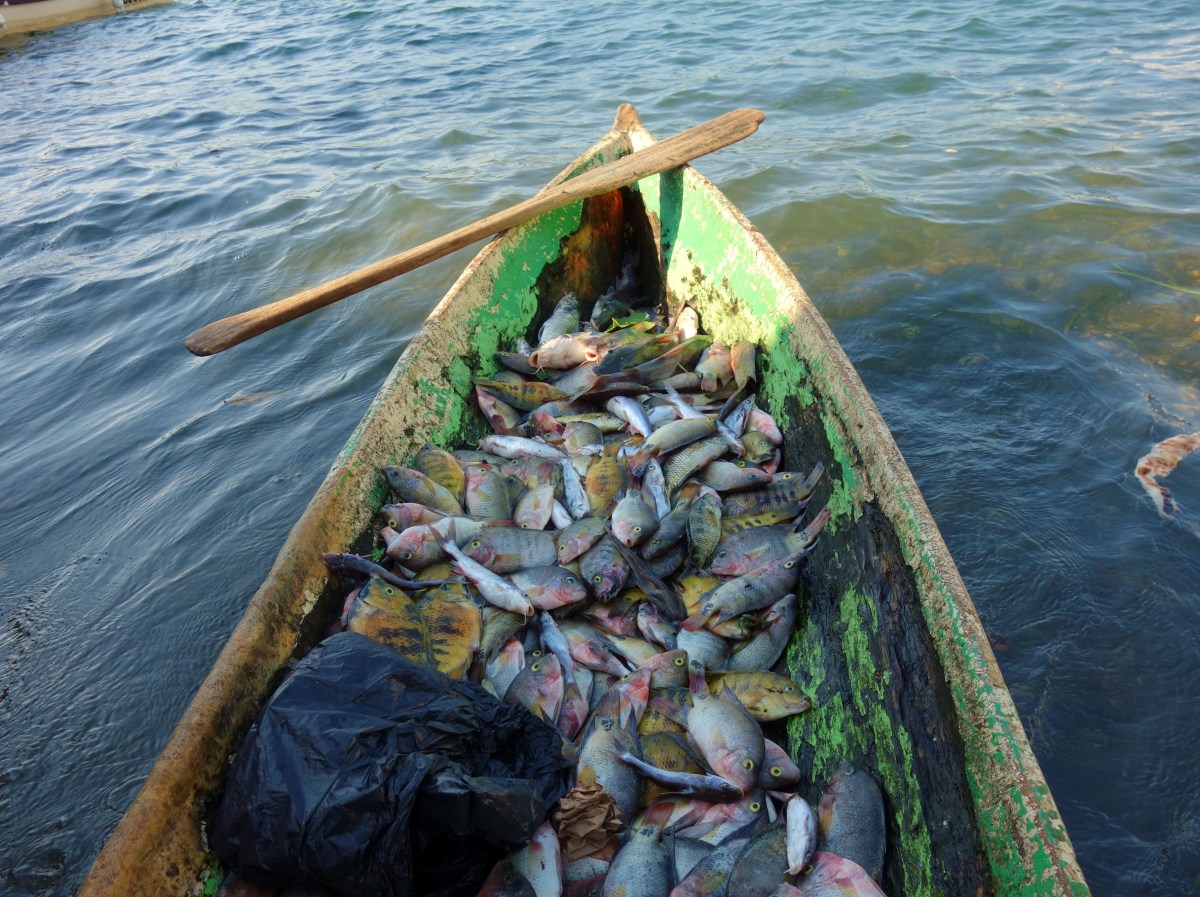 Local fisherman brings in his catch in a typical cayuco to the fish market in Fronteras, Rio Dulce, Guatemala -- Karina Noriega