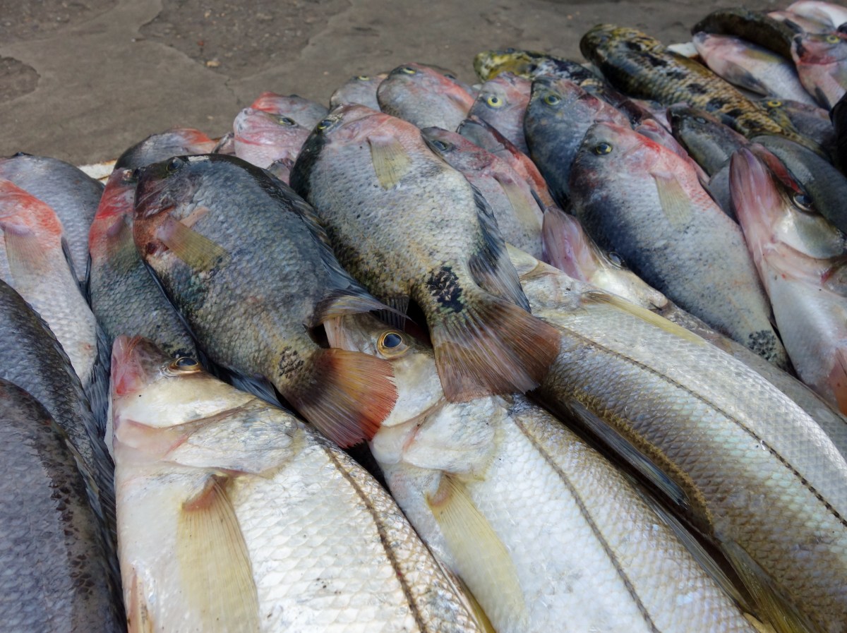 Display of the mornings catch by local fisherman at the fish market in Fronteras, Rio Dulce, Guatemala -- Karina Noriega