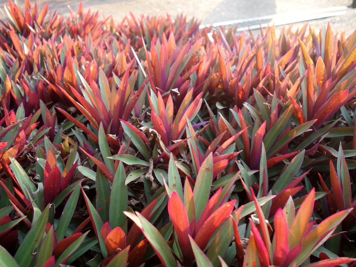 Rio Dulce, Guatemala -- Karina Noriega