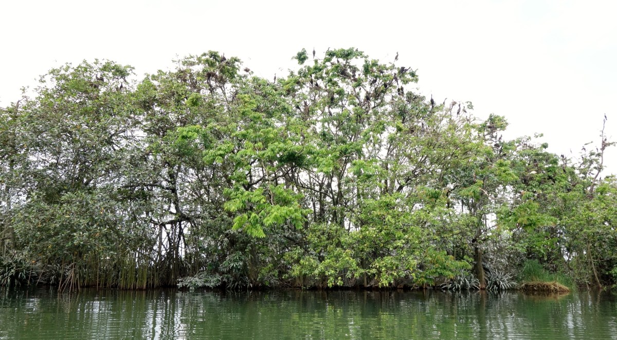 Islands of mangroves support an enormous aviary population. Rio Dulce, Guatemala -- Karina Noriega