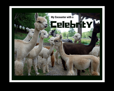 my encounter with a celebrity